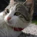 Dagai Фермерский дом Sospirolo